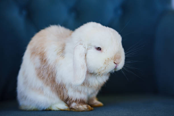 istock a cute fluffy dwarf rabbit sits on a blue chair. 1450593901