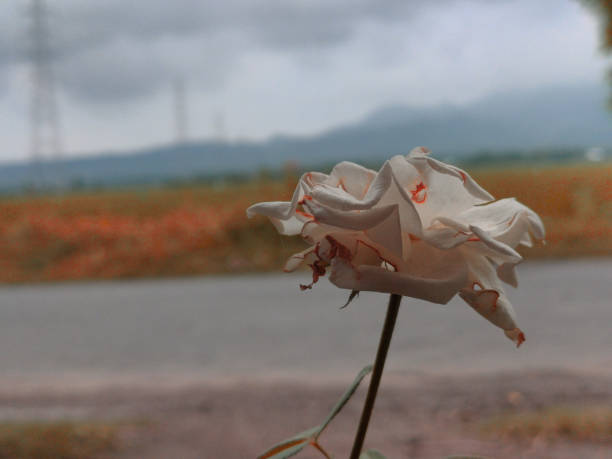 белые роз - rosemary flower single flower flower head стоковые фото и изображения