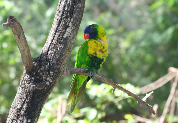 istock Colorful Rainbow Lorikeet Bird on Branch with Bokeh Background 1450596661