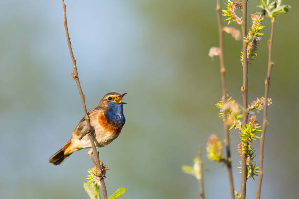 istock Bird Bluethroat Luscinia svecica migratory small bird singing and perching spring time amazing morning Poland Europe a bird that lives in reeds in river valleys 1450598241