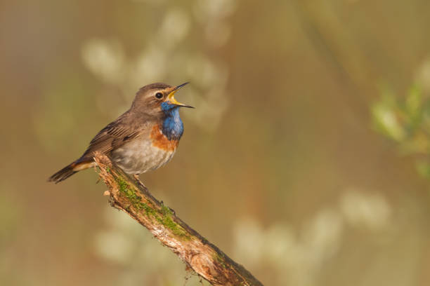 istock Bird Bluethroat Luscinia svecica migratory small bird singing and perching spring time amazing morning Poland Europe a bird that lives in reeds in river valleys 1450598280