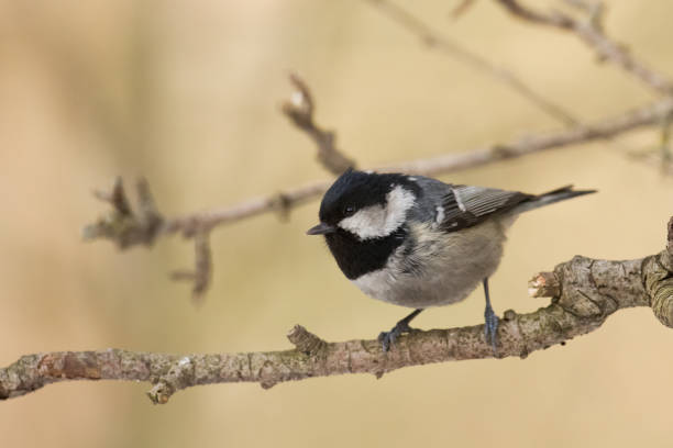 istock Bird Coal tit Periparus ater perched on a tree, photographed in horizontal, wildlife in Poland, Europe 1450599505