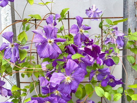 White Clematis Vine Plant in Bloom