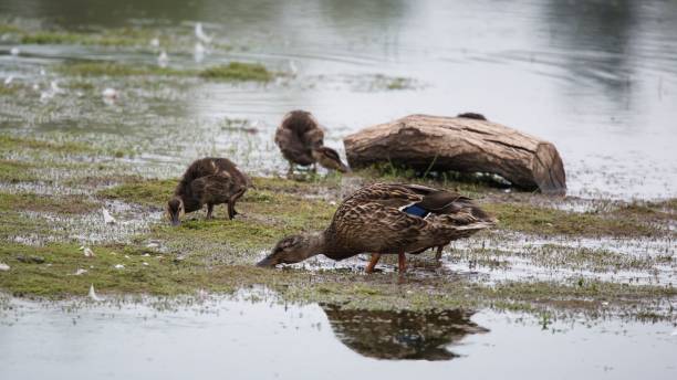 istock Mallard Duck and Chicks 1450600597