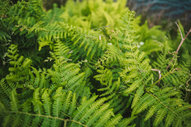 istock Fern plants with strong green leafs patern, wallpaper 1450602979