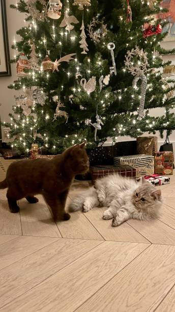 istock Two kittens British longhair and shorthair 1450603581