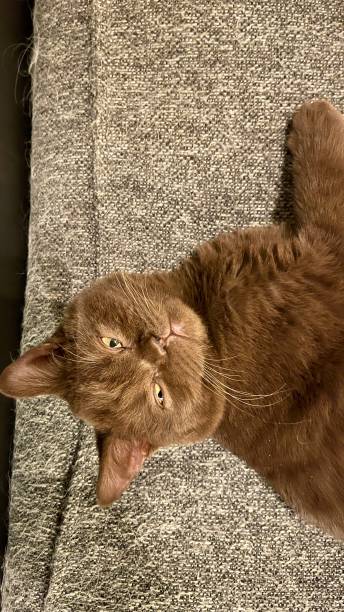 istock Brown British shorthair kitten 1450604530