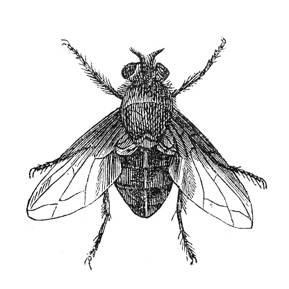 The Calliphoridae (commonly known as blow flies, blow-flies, carrion flies, bluebottles, greenbottles, or cluster flies)