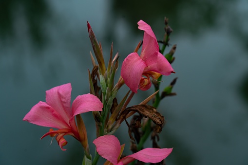 A closeup shot of pink canna flowers in the garden