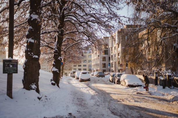 Snow covered trees with white sky and frost around. Cold winter landscape