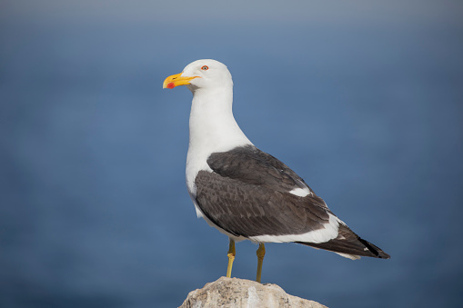 Seagulls  at the beach in a sunny day. One of them is eating garbage. There sea contains a large variety of tonalities of blue. The sky is also blue. It's a sunny day.