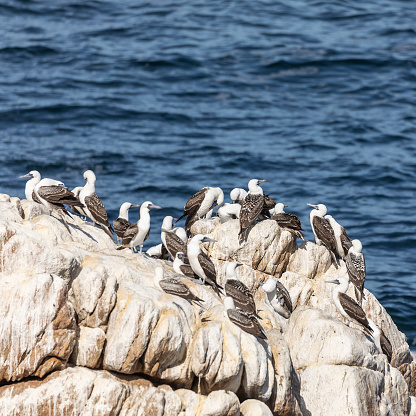 A group of Peruvian Boobies, Sula variegata, loafing on a coastal rock on the Pacific Coast of central Chile.