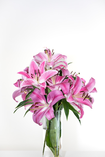 Bunch of blooming pink oriental lilies in a vase. Close up studio shot, no people.