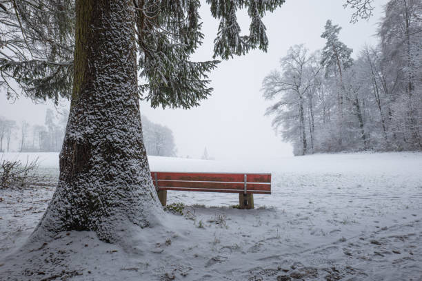 Winter forest scene with snow covered trees and bench under a large pine tree. Wide-angle shot, no people stock photo