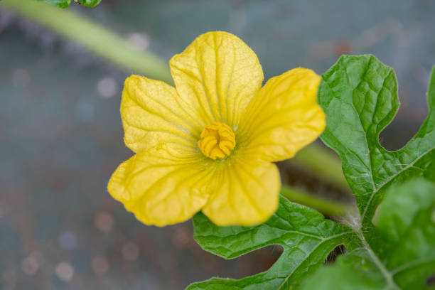 Watermelon (Citrullus lanatus) is a flowering plant species of the Cucurbitaceae family .