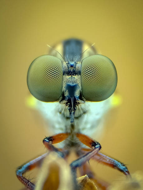istock The eyes of Robber Fly 1450611917