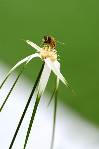 Bee( eristalis pertinax) on top of a blooming white-topped sedge,( Rhynchospora colorata)