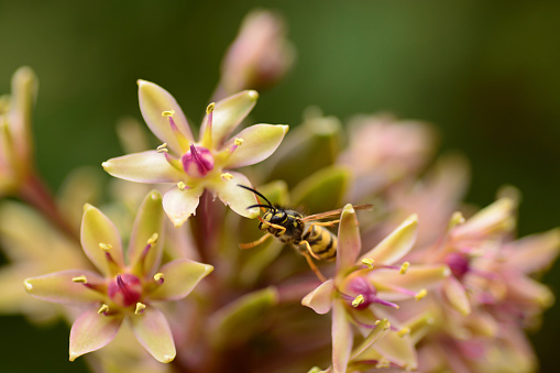 Single wasp is climbing from flowerhead to stamen of a blooming Eucomis Sparkling burgundy.