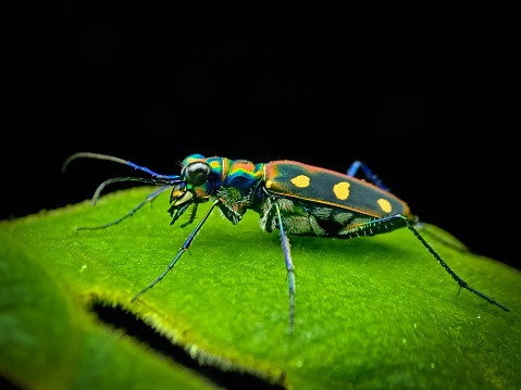 Cicindela Aurulenta, common name blue-spotted or golden-spotted tiger beetle, is a beetle of the family Carabidae