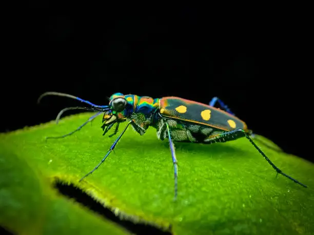 Photo of Cicindela Aurulenta / Golden Spotted Tiger Beetle