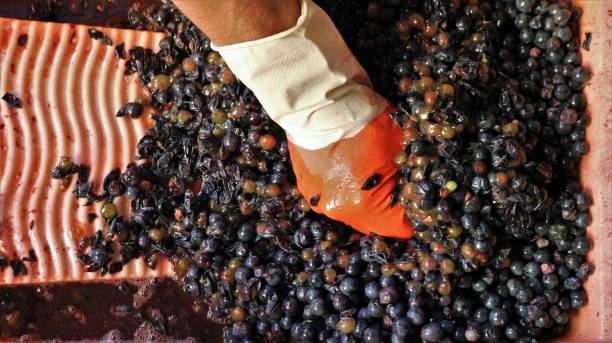 istock squeezed juice from grapes when making homemade wine 1450619637