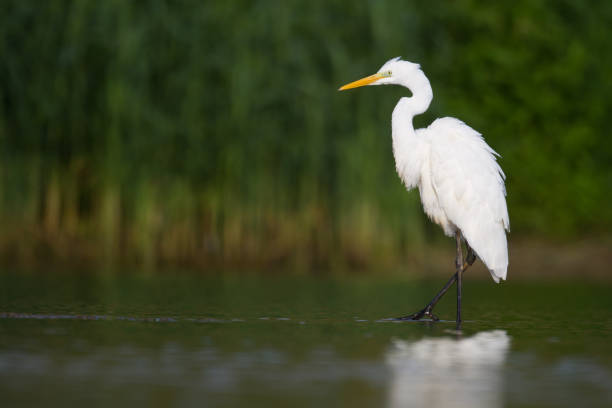 istock Bird Egretta alba Great Egret white bird on dark black background White Heron 1450619643