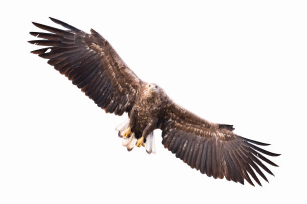 istock Majestic predator White-tailed eagle, Haliaeetus albicilla in Poland wild nature - isolated on white background flying birds 1450620108