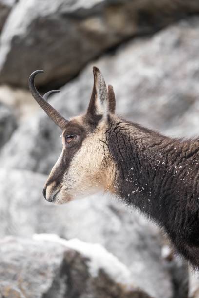 istock Selective focus shot of Tatra Chamois (Rupicapra rupicapra tatrica) 1450620576
