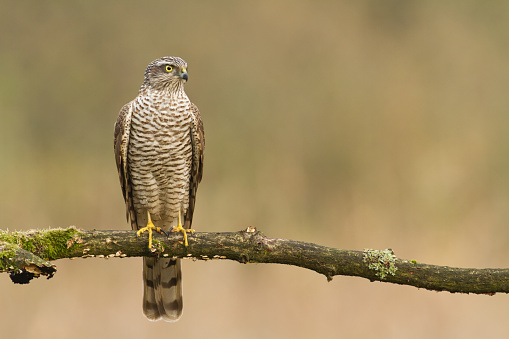 Birds of prey - Sparrowhawk Accipiter nisus, hunting time