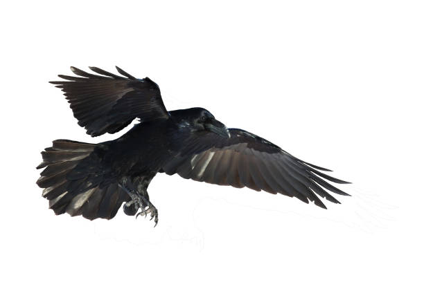 istock Birds flying raven isolated on white background Corvus corax. Halloween 1450620876