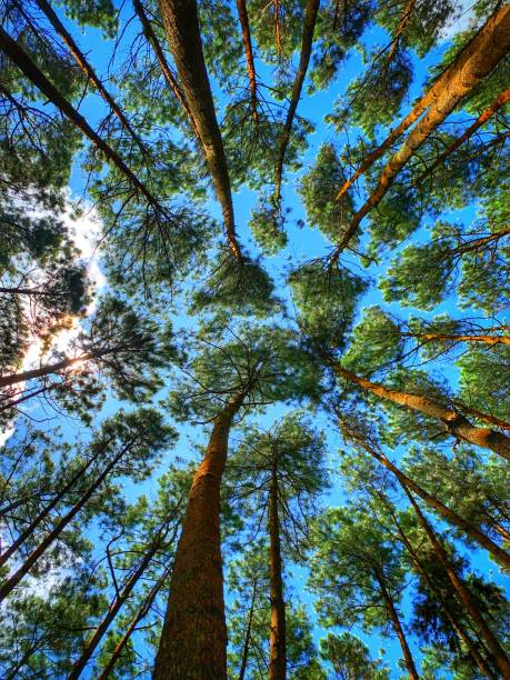 istock Pine Forest Yogyakarta 1450620987