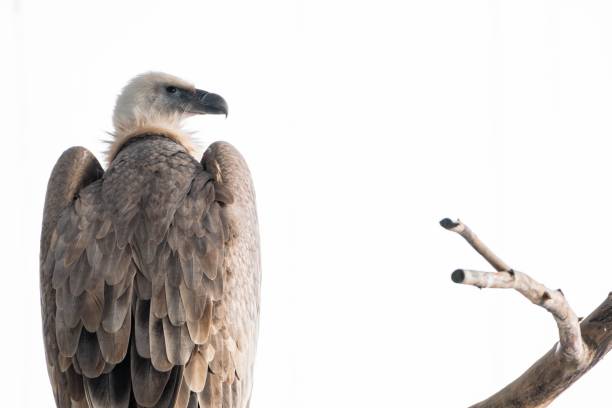 istock Eurasian griffon vulture (Gyps fulvus) perched on branch 1450622437