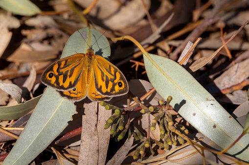 A common brown butterfly on leaves fallen on the ground in Gawler Region, South Australia