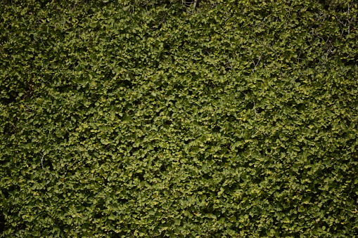vines covering the ground. abstract green vines