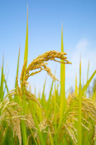 istock Vertical shot of golden rice grain under a blue sky. 1450625167