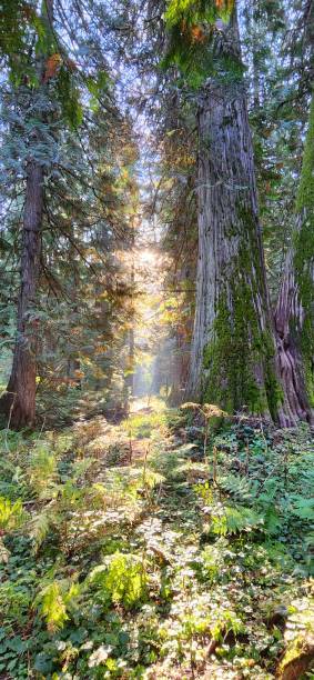 istock Panoramic vertical shot of a summer forest and trunks covered in green moss 1450631675