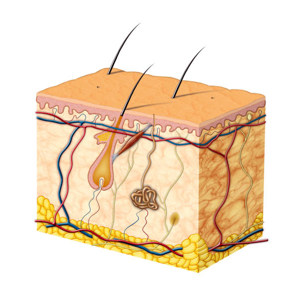 ilustrações de stock, clip art, desenhos animados e ícones de skin anatomy - fat layer