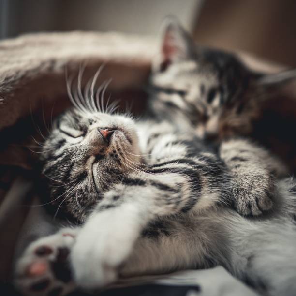 istock Selective focus of two tabby cats sleeping, wrapped in a blanket 1450635865