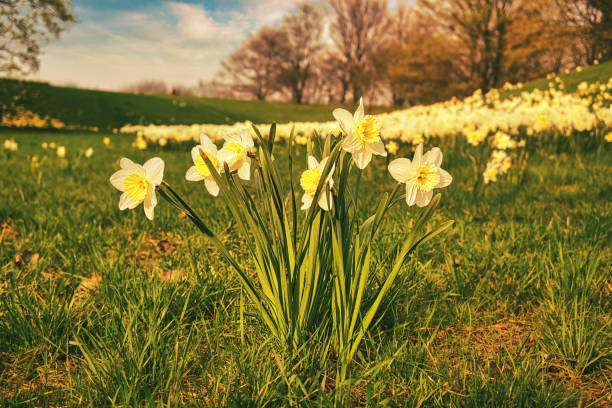 istock Daffodils on the meadow in spring. Plant shot from the park 1450636442