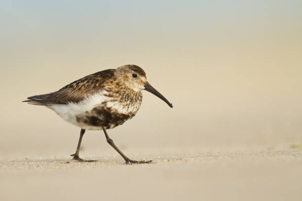 oiseau de rivage - dunlin calidris alpina sur fond vert, faune pologne europe, oiseau migrateur mer baltique - tarins photos et images de collection