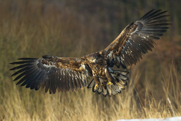 istock flying Majestic predator White-tailed eagle, Haliaeetus albicilla in Poland wild nature 1450636930