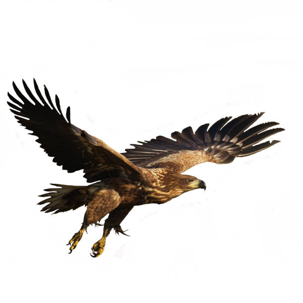 istock Majestic predator White-tailed eagle, Haliaeetus albicilla in Poland wild nature - isolated on white background flying birds 1450636954