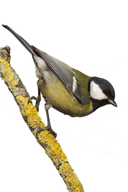 istock Colorful great tit Parus major perched on a tree , bird isolated on white background 1450637691