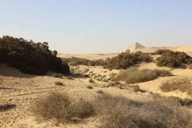 Pyramid, sand,and wild plants