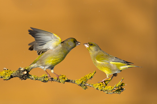 A pair of beautiful goldfinches, perched on a twig in a garden.