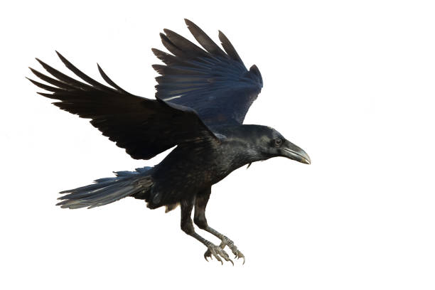 istock Birds flying raven isolated on white background Corvus corax. Halloween 1450638509