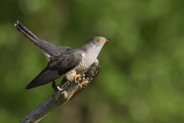 istock Cuckoo, Cuculus canorus, single bird - male on green background 1450638580