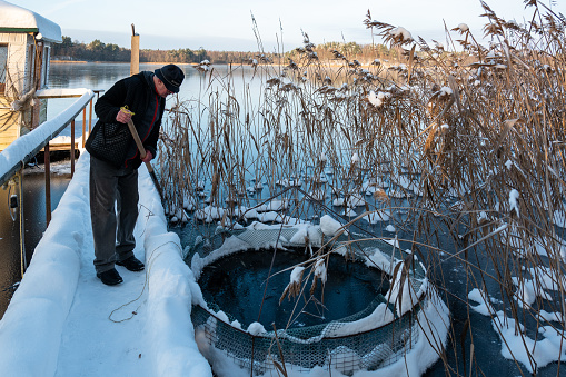 Sebesch, Russia, 02. december 2022: Catch of fishes with a Fish trap