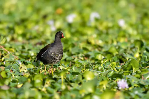 Photo of Close-up of a sitting / standing common moorhen with green backgorund