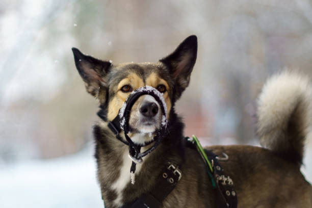 Portrait of a muzzled dog on a walk in winter, selective focus. Winter walks with pets concept image.
